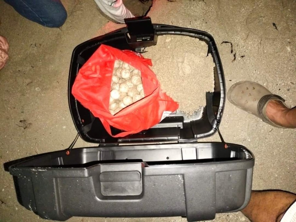 Tortuga marina llega anidar en Playa Norte