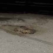 Tortuga marina llega anidar en Playa Norte