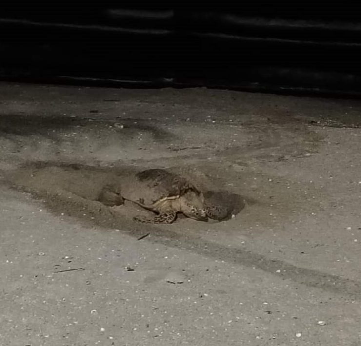 Tortuga marina llega anidar en Playa Norte