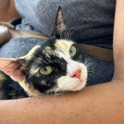 Previenen a ciudadanos por posible rabia en mascotas