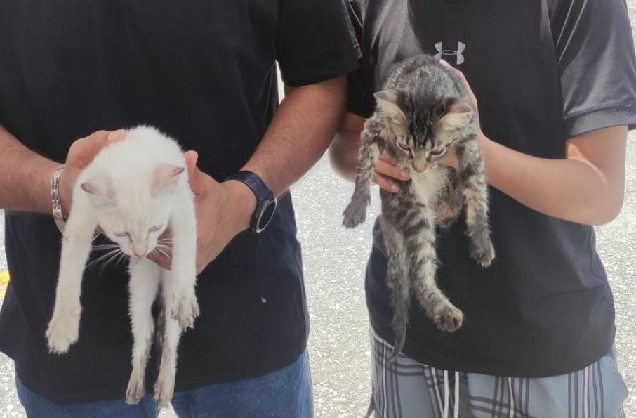 Previenen a ciudadanos por posible rabia en mascotas