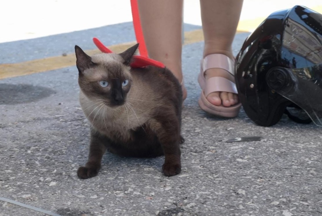 Previenen a ciudadanos por posible rabia en mascotas