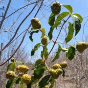 GOLPEA FUERTE LA SEQUÍA EN EL CONO SUR YUCATECO 