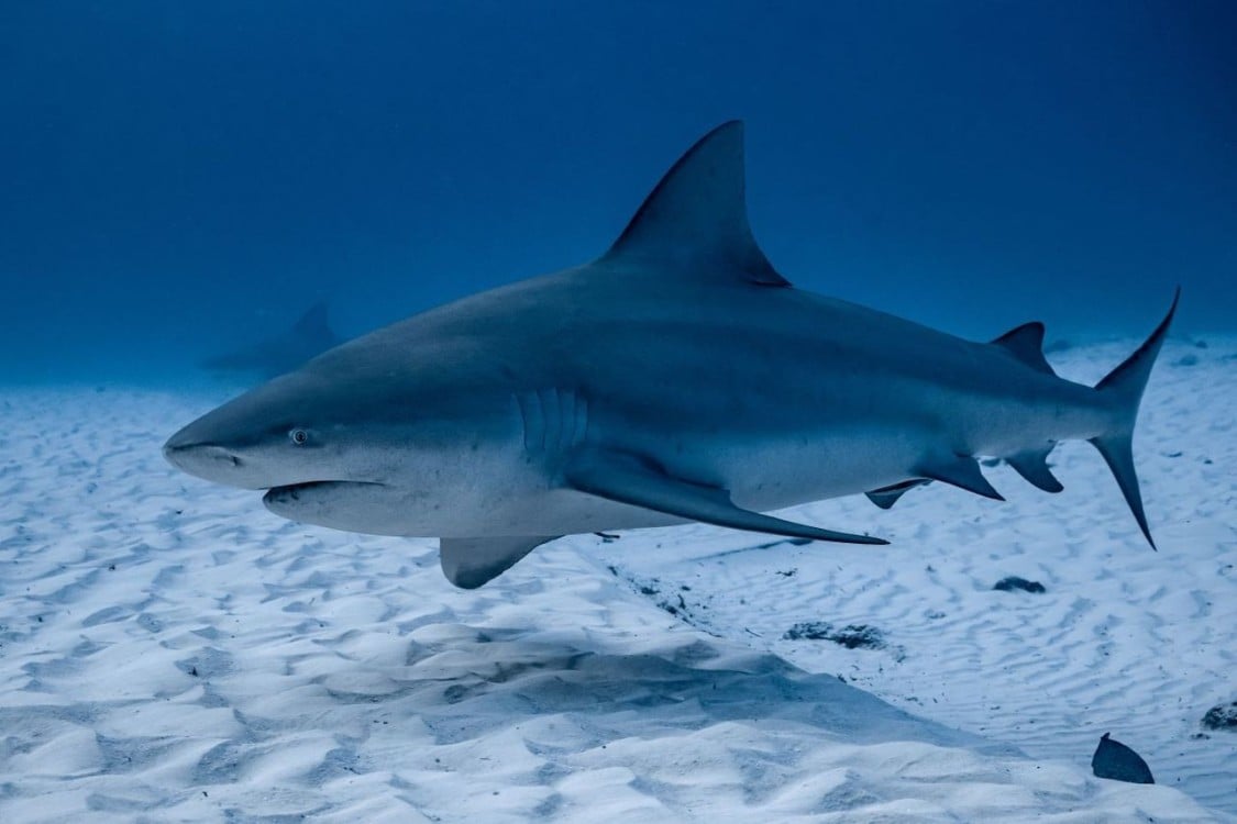 Confirman presencia de Tiburón por Bahamita