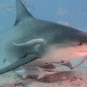 Confirman presencia de Tiburón por Bahamita