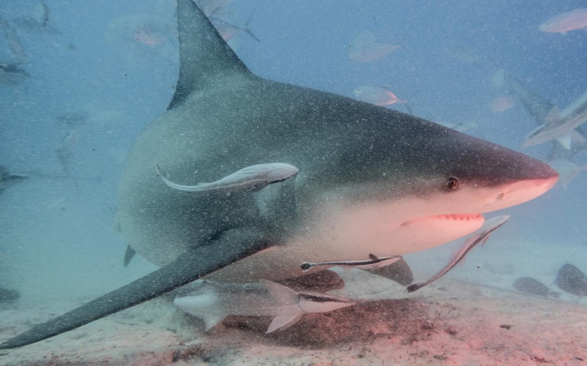 Confirman presencia de Tiburón por Bahamita