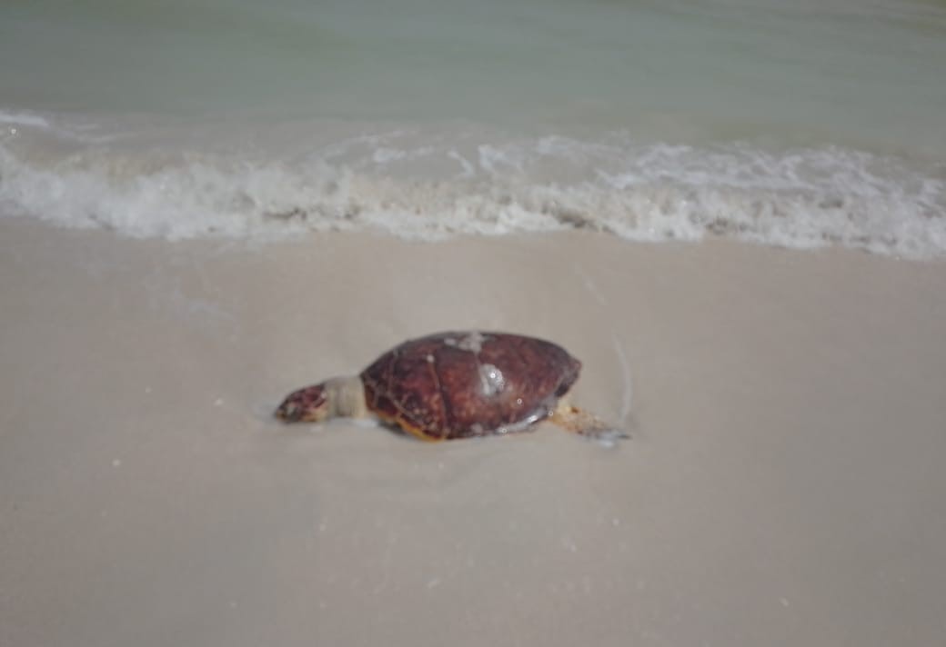 Saquean nido de tortuga carey y luego la matan