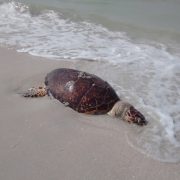 Saquean nido de tortuga carey y luego la matan