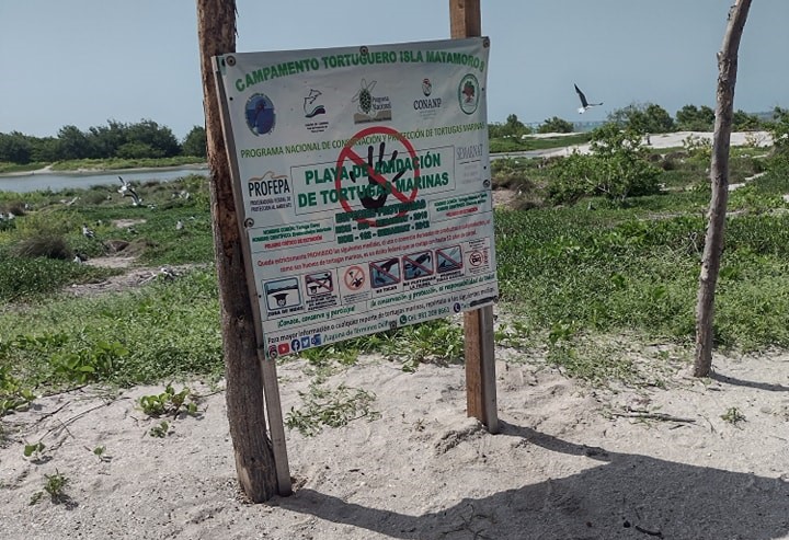 Saquean dos nidos de tortugas por el Malecón Costero