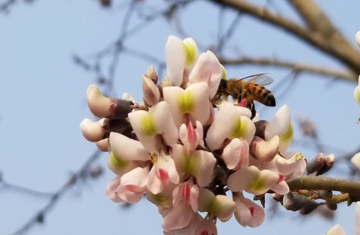 Cambio climático afecta producción de miel