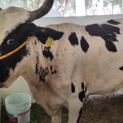 Tarrogacho es la vaca que obtiene el primer lugar como vaca lechera