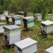 Cambio climático afecta producción de miel