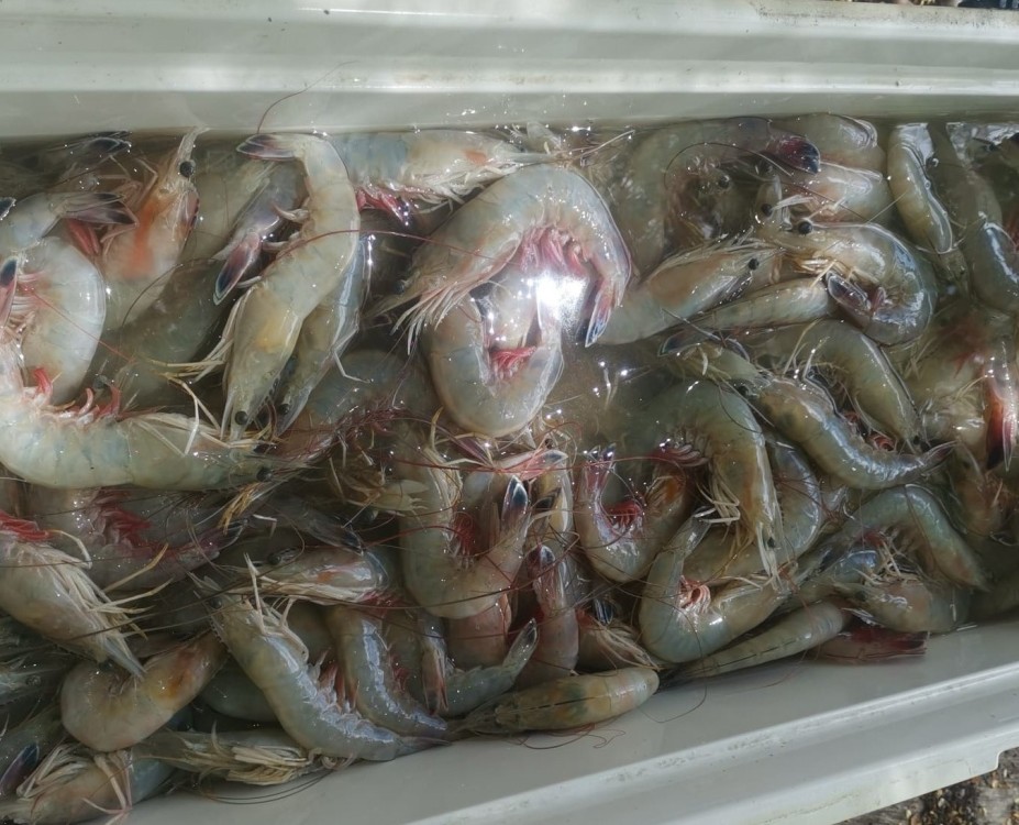 Pescadores están acabando con el camarón