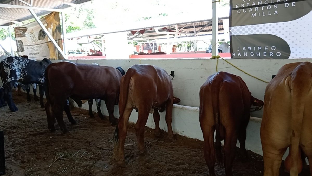 Municipio de Carmen participa en la inseminación artificial de ganado