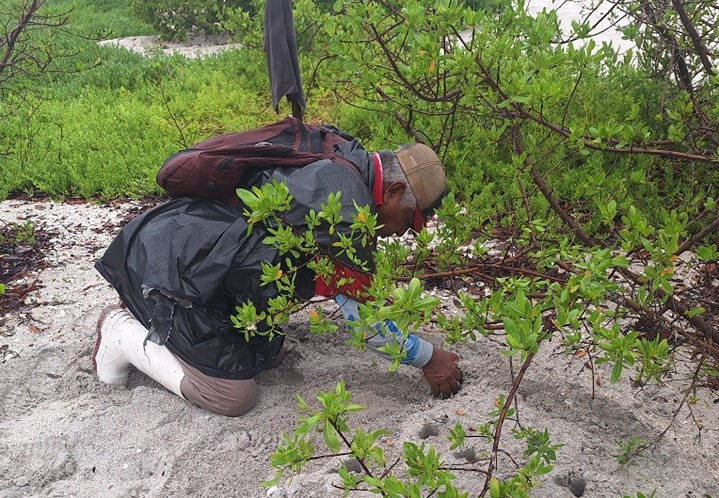 Campamento Isla Matamoros lleva un registro de 130 nidos de tortugas