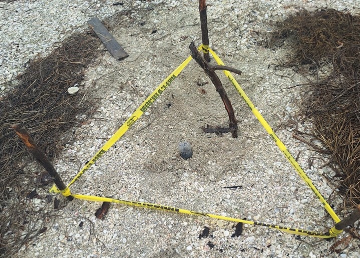 Campamento Isla Matamoros lleva un registro de 130 nidos de tortugas