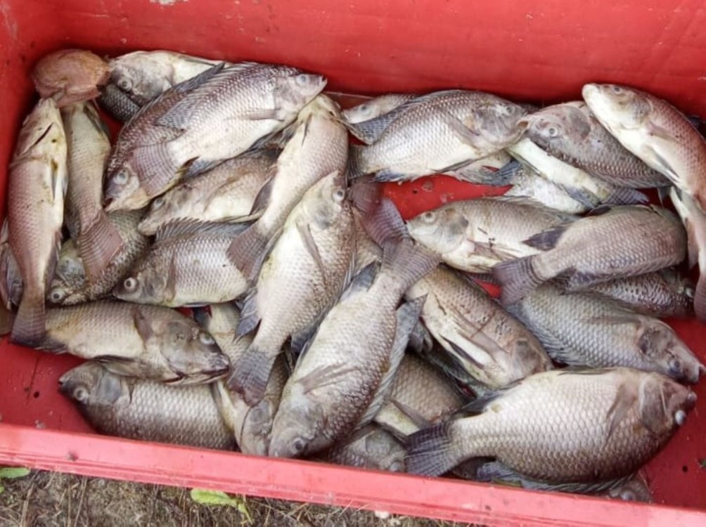 Mueren mojarras en vivero de cooperativas pesqueras