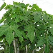 La Chaya: Una planta que debes pedir permiso para cosechar