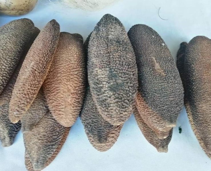 ¿Conoces el Peine de la Xtabay? Es un bejuco que hace crecer el cabello