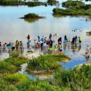 Fundación de Parques y Museos de Cozumel conmemora el Día Internacional de Conservación del Ecosistema de Manglares