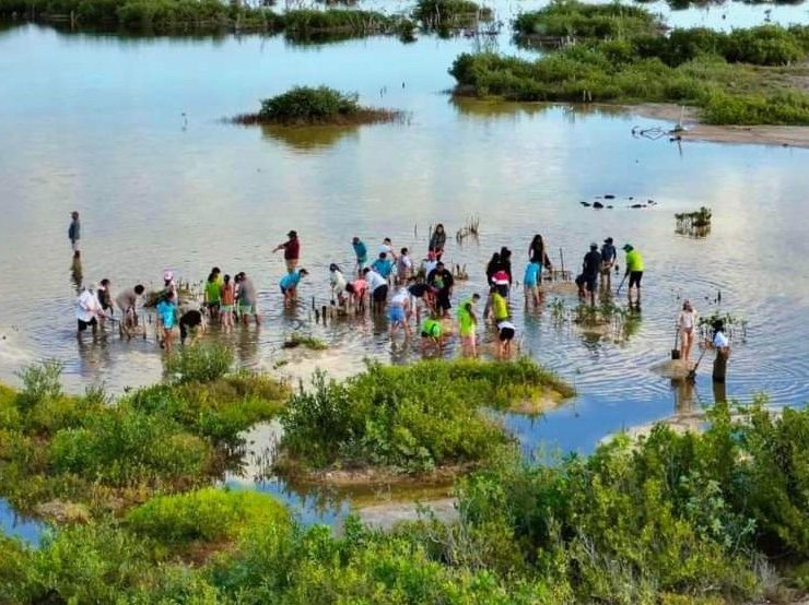 Fundación de Parques y Museos de Cozumel conmemora el Día Internacional de Conservación del Ecosistema de Manglares
