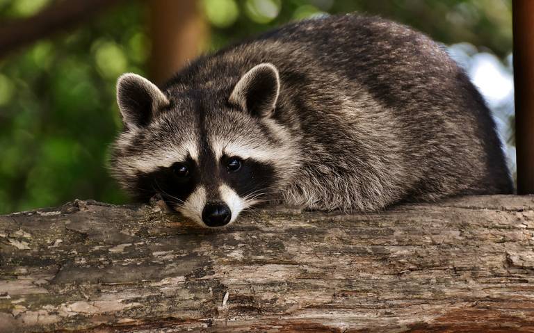 Mapaches invaden varias zonas de la Isla del Carmen