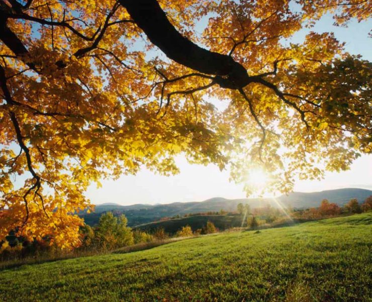 ORACIÓN: La voz del señor exige una respuesta rápida