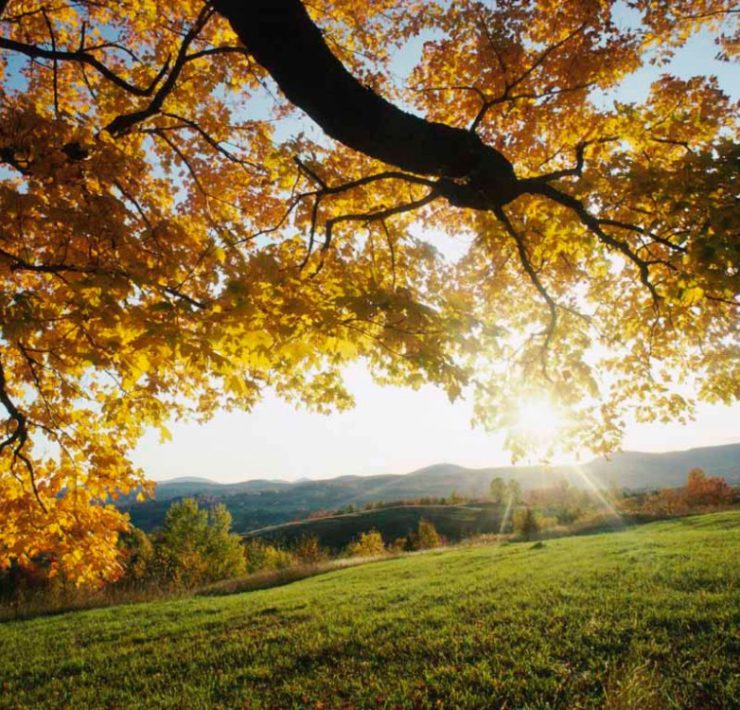 ORACIÓN: La voz del señor exige una respuesta rápida