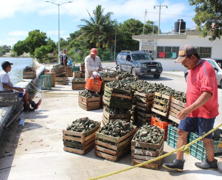 Cooperativa Ostionera espera recibir su permiso de pesca