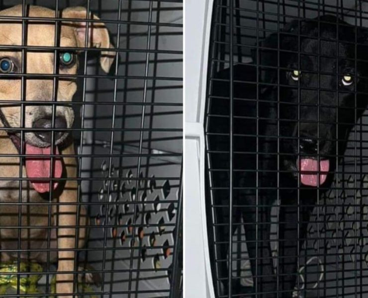 Rescatan a dos perritos en Benito Juárez, Quintana Roo