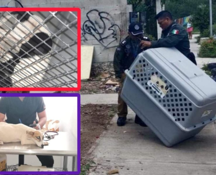 Rescatan de dos perros en Dzoyolá la Policía Ecológica de Kanasín