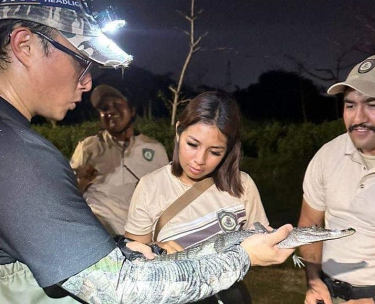 Rescatan un pequeño cocodrilo en el Parque Hundido de Mérida