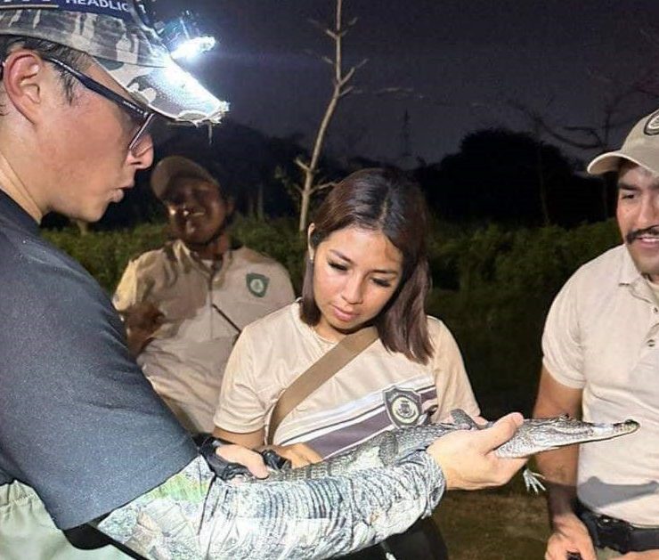 Rescatan un pequeño cocodrilo en el Parque Hundido de Mérida