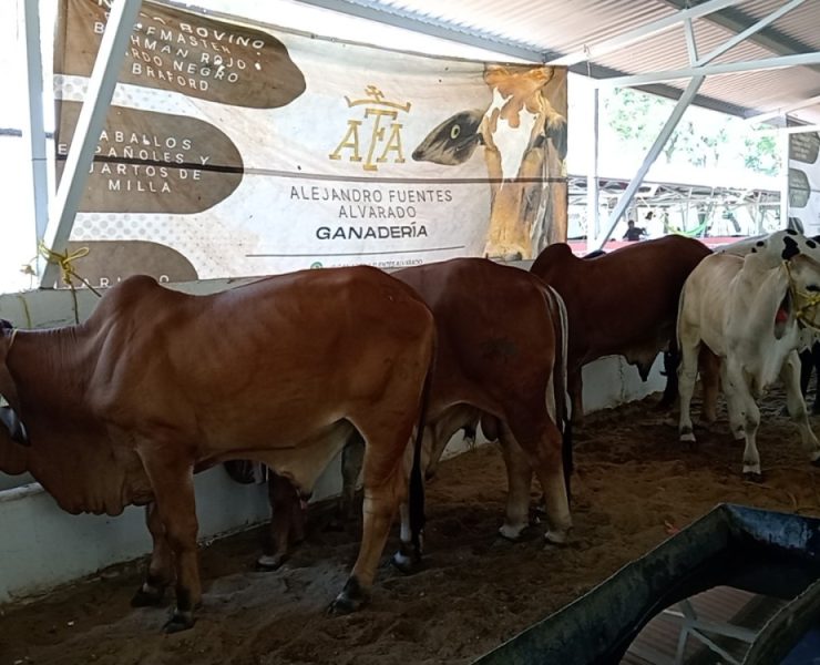 Municipio de Carmen participa en la inseminación artificial de ganado