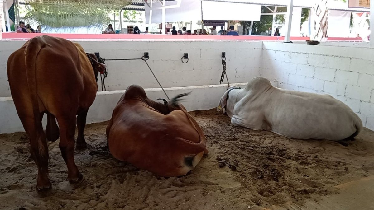 Municipio de Carmen participa en la inseminación artificial de ganado