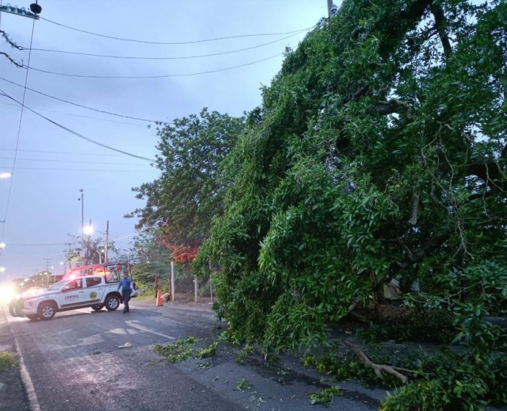 Tromba en Tabasco causó caída de árboles y mega-apagón