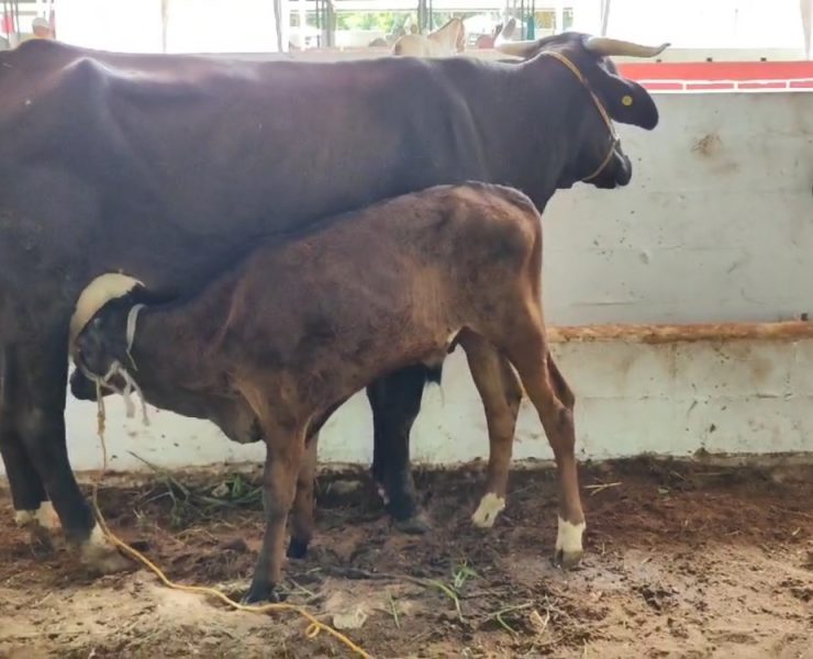 Escasos apoyos para el sector agropecuario