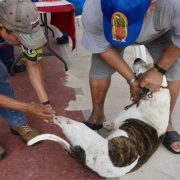 Más de mil vacunas antirrábicas ha aplicado Bienestar Animal
