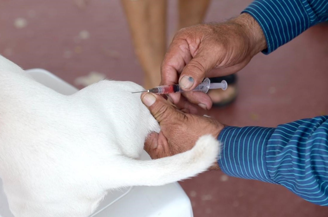 Más de mil vacunas antirrábicas ha aplicado Bienestar Animal