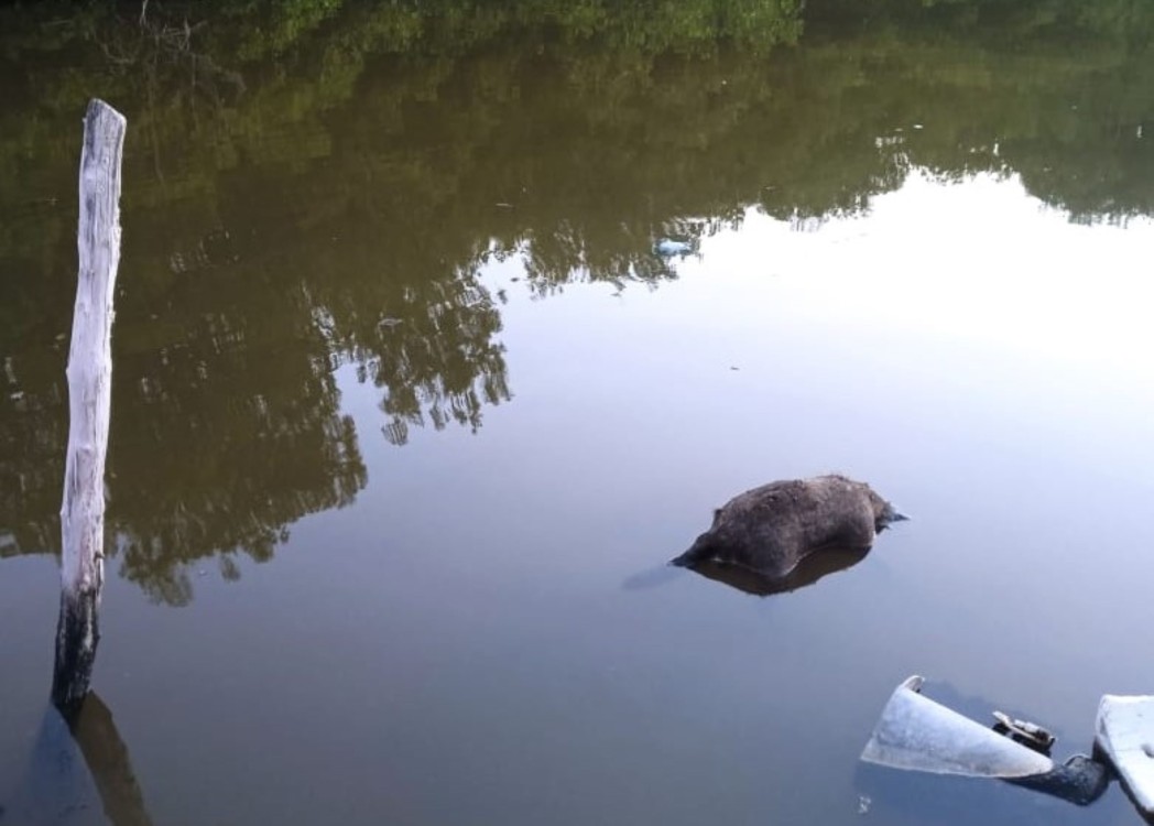 Mapaches muertos en arroyo de Caracol