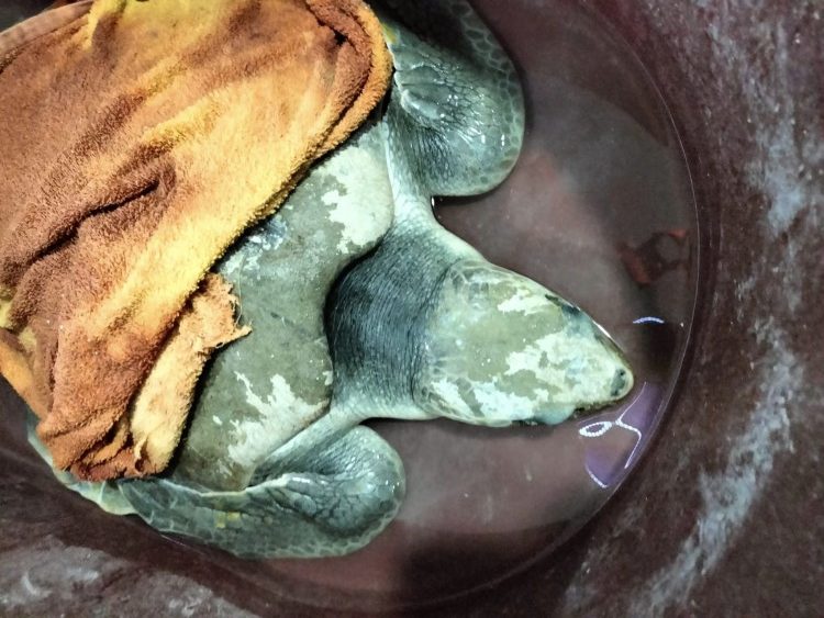Tortuga Lora herida fue enviada al Centro Veterinario Especializado de Xcaret