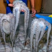 Pulpo Maya de la península de Yucatán obtiene Indicación Geográfica Protegida