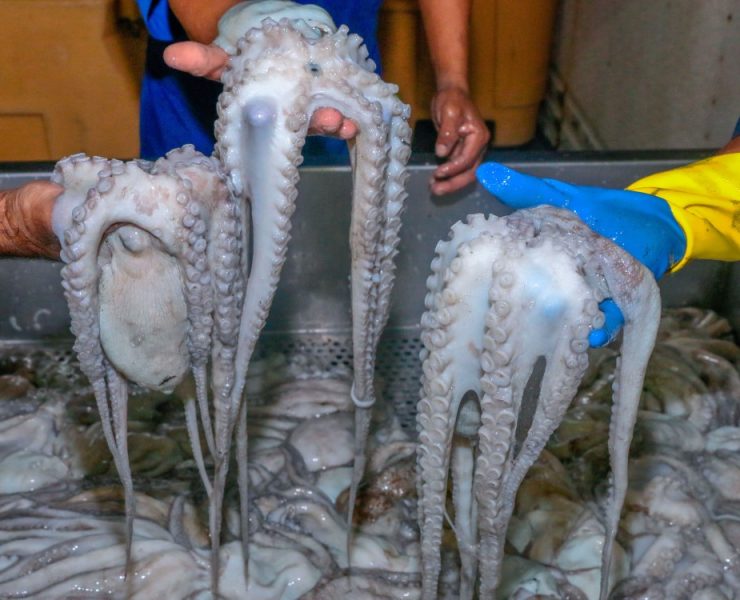 Pulpo Maya de la península de Yucatán obtiene Indicación Geográfica Protegida