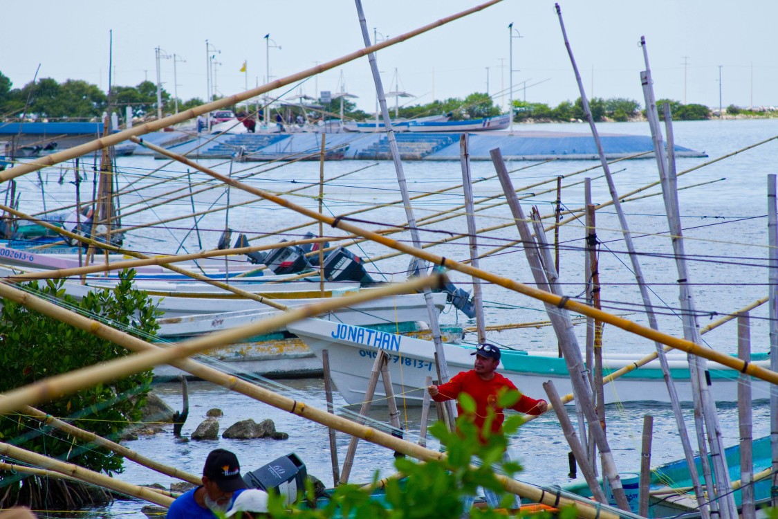 Pulpo Maya de la península de Yucatán obtiene Indicación Geográfica Protegida