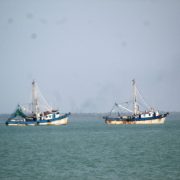 El 6 de septiembre zarparán los barcos camaroneros a Tamaulipas