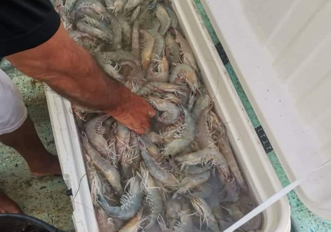 Importante pesca de camarón y pulpo en Campeche