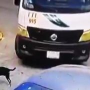 Conductor de la TTE de Cancún atropella a un perro