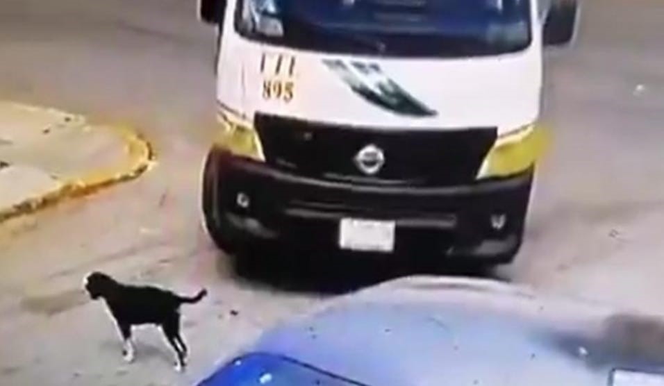 Conductor de la TTE de Cancún atropella a un perro