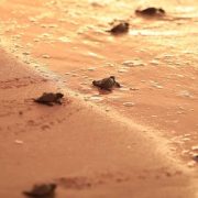 Conservación y Protección de la Tortugas Marina en Yucatán