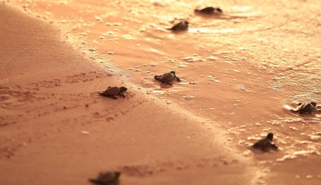 Conservación y Protección de la Tortugas Marina en Yucatán